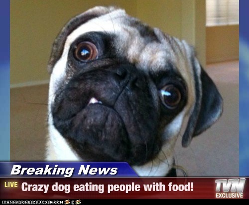 SAHM crazy dog eating people